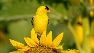An American Goldfinch perched on the edge of a sunflower, the bright yellow petals matching the bird's feathers 