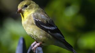 American Goldfinch seen from its left side, sitting in sunlight