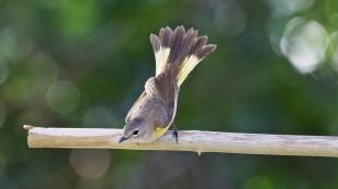 Female American Redstart bird is leaning forward while on a stout branch, holding her tail up high. She displays her light brown back with darker brown wing, lemon yellow on breast, and her tail has both yellow and dark brown on the feathers.