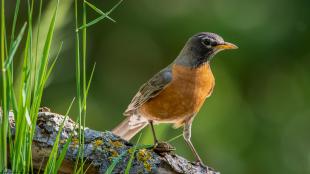 American Robin facing viewer and looking to its left as it stands on a lichen-covered branch amidst green grass. 