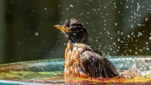 American Robin in birdbath
