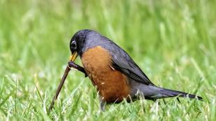 American Robin stands on green grass while pulling a worm up with its beak