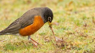 American Robin with orange breast and dark brown head pulls a worm from a grassy area