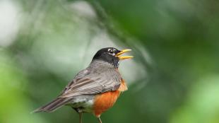 American Robin singing with its yellow beak open in front of diffused green leaves