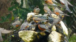 Flock of American Robins at a water fountain