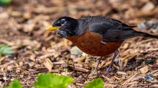 American Robin listening for worm under the ground