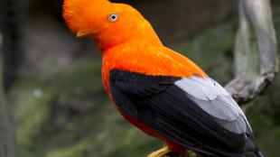 A bird with black body, and bright orange neck and head with a large round crest of feathers on top.
