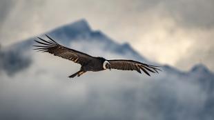 An Andean Condor, wings outspread, soaring with misty clouds and mountain range in the background.