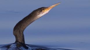 Anhinga stretching its long angled neck out of calm blue water, and pointing its narrow slender beak upward.