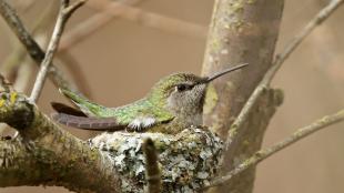 Una colibrí cabeza roja hembra con su nido.