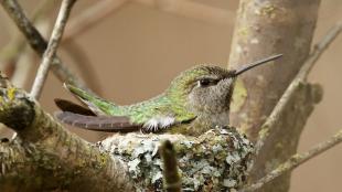 An Anna's Hummingbird sitting on a nest