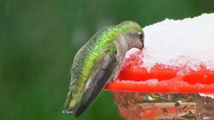 Anna's Hummingbird supping from a snow-covered feeder
