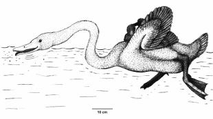 Illustration of extinct swan Annakacygna paddling and feeding in water