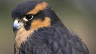 Close up view of Aplomado Falcon, dark plumage with light orange horizontal stripes above and below the eye, and short sharp beak. 