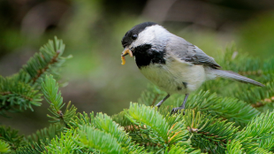 Black-capped Chickadee stands on tree limb with worm in his beak