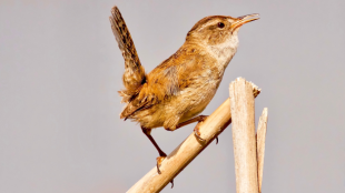 Marsh Wren stands on tree branch
