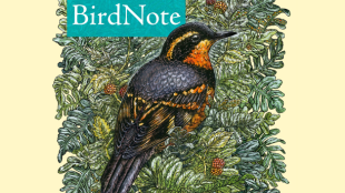 BirdNote logo