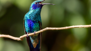 Sparkling Violetear stands on thin tree branch