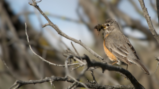 An American Robin carrying nesting material in its bill. The bird is perched on dry branches.
