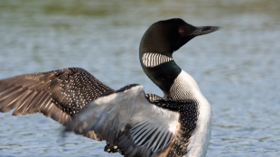 A Common Loon in the water rears up with neck arched up and wings spread