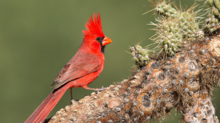 A bright red male Northern Cardinal with his crest flared out perches on a cactus