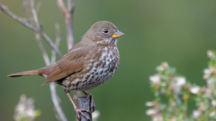 A Fox Sparrow perched on a twig against a green background.