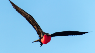 A Magnificent Frigatebird flying across a blue sky.
