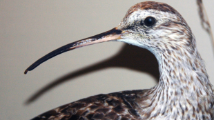 A closeup of a Northern Curlew 
