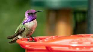 Closeup of a Costa's Hummingbird with a purple head and throat perching on a hummingbird feeder