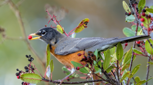 American Robin stands on branch holding red berry in its beak
