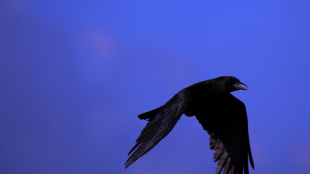 American Crow in flight against a blue background