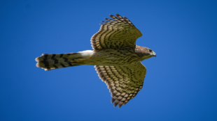 A Cooper's Hawk in flight against a blue sky.