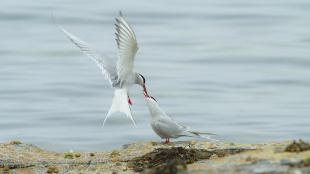 A pair of Arctic Terns, the male passing a sand eel to the female.