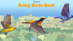 A graphic with the Bring Birds Back artwork. A Warlber, Robin, and Indigo Bunting are depicted. The text reads "Bring Birds Back"