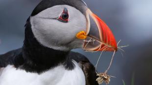 Close up view of Atlantic Puffin in profile, its round head with white face and black cap, and colorful large broad short beak in bands of black, yellow, and orange, holding a flower by its stem.