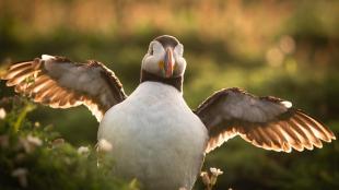 Atlantic Puffin lit by sunlight and facing camera, holding its wings out from its round white body.