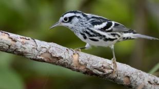 A Black-and-white Warbler perched on a small branch against a green background.