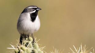 A Black-throated Sparrow perched atop a cactus.