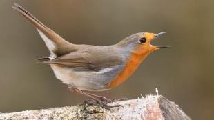 A European Robin singing on a log.