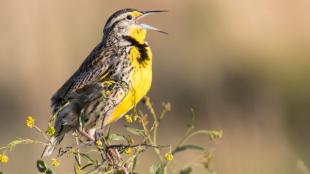 A Western Meadowlark singing from a leafy branch.
