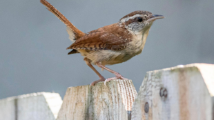 A Carolina Wren perches on a fencetop with tail cocked.