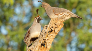A pair of Gambel's Quail perched on a dry branch against a wooded background.