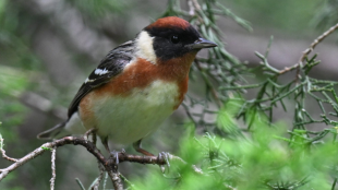 A male Bay-breasted Warbler perched with green foliage in the backgound.