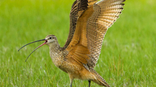 Un zarapito pico largo (Numenius americanus) de pie en la hierba verde con alas abiertas.