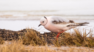 A Ross's Gull walking on yellowing grass against a bright background