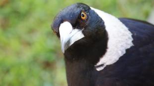 Closeup look at a male Australian Magpie as he cocks his head looking at the camera. He's black with a white collar and beak, with yellow orange eye.