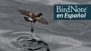 A dark brown bird with wings outstretched as its long slender legs just touch the surface of the water. "BirdNote en Español" appears in the top right corner