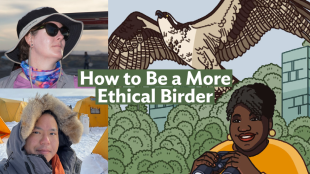 A graphic with the Bring Birds Back artwork on the right side, a headshot of Martha Harbison in the top-left corner, and a photo of David Lei in the bottom-left corner.