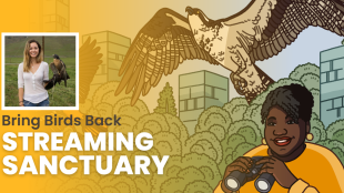 The episode artwork for Bring Birds Back: The Streaming Sanctuary