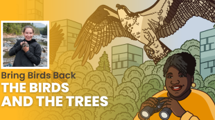 Episode promotional graphic for Bring Birds Back: "The Birds and the Trees"